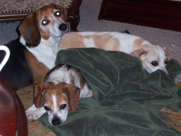 The Disappointed: the Beagle House hounds thought the horn was calling them