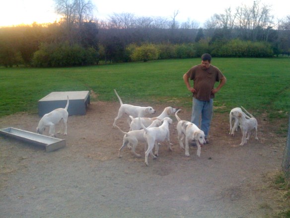 Baffle's puppies in exercise field